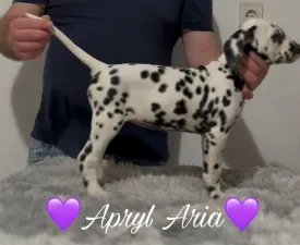 Luxedots Dalmatians Apryl Aria - Dalmatian Puppy for sale