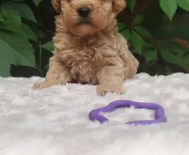 Joker - Maltipoo Angebotener Welpe