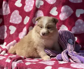 Red Girl Smal - Border Collie Puppy for sale