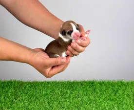 Welo - Pembroke Welsh Corgi eladó kiskutya