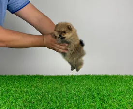 Jeri - German Pomeranian Spitz Puppy for sale