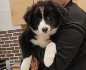 Rubin - Border Collie Puppy for sale