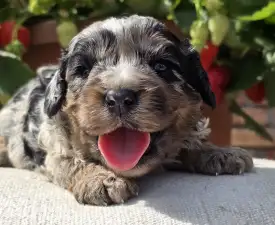 Merlin - Cavapoo Puppy for sale
