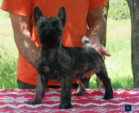 Giny - Cairn Terrier eladó kiskutya