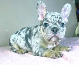 Gino - Buldog francuski Szczenię na sprzedaż