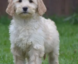 Pluto - Goldendoodle Angebotener Welpe