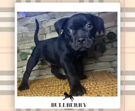 Youngberry - American Bully - Standard Puppy for sale