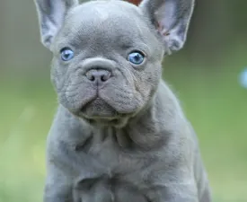 Potter  - French Bulldog Puppy for sale