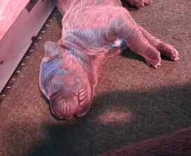 Buster - Cane Corso Italiano Puppy for sale