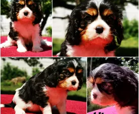Alisa - Cavalier King Charles Spaniel Puppy for sale