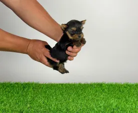 Yasko - Yorkshire Terrier Angebotener Welpe