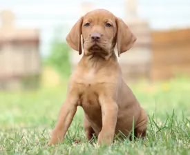 Rozi - Hungarian Short-haired Vizsla Puppy for sale