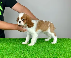 Lisana - Cavalier King Charles Spaniel Angebotener Welpe