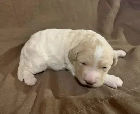 Friendly L. Kimba - Romagna Water Dog Puppy for sale