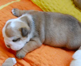 Rengőhegyi-ormán Dean - Angol bulldog eladó kiskutya