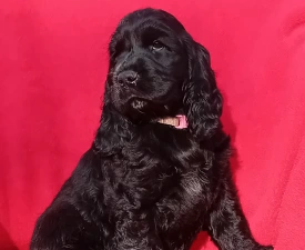 Pinky - Angol Cocker spániel eladó kiskutya