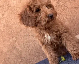 Teodor - Zwergpudel Angebotener Welpe