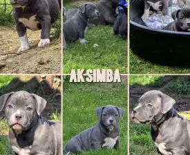 Ak Bully Simba/duxy - Amerikai Bully - Pocket eladó kiskutya