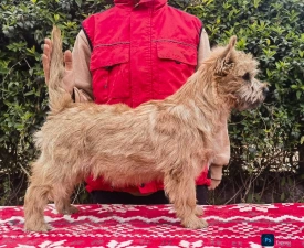 Aston - Cairn Terrier eladó kiskutya