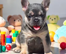 🌸 Bella 🌸 - French Bulldog Puppy for sale