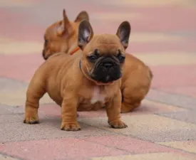Usagi - Französische Bulldogge Angebotener Welpe