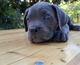 Billie Ben - Cane Corso eladó kiskutya