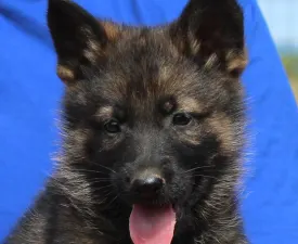 Tabita - German Shepherd Dog Puppy for sale