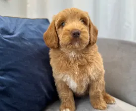 Dertons Woody - Labradoodle eladó kiskutya