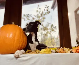 Lissabon - Whippet Chiot à vendre