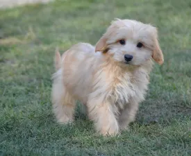 Eleazar - Maltipoo eladó kiskutya