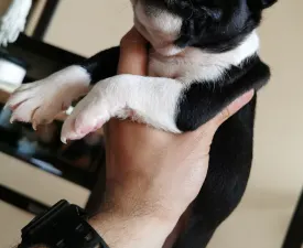 Wide Wings Black - Boston Terrier Puppy for sale