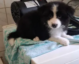 Edvárd - Border Collie eladó kiskutya