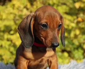 Leclerc Hug Me Strongly - Dachshund Puppy for sale