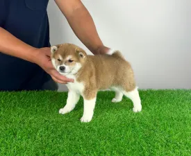 Zumba - Shiba Puppy for sale