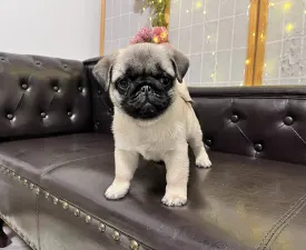 Reserved! Pug Cauda Anularis Samu - Pug Puppy for sale