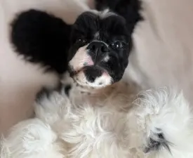 Dream Of Nightfall - American Cocker Spaniel Puppy for sale