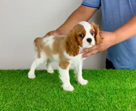 Zercho - Cavalier King Charles Spaniel Cățeluș de vânzare