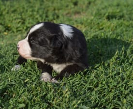 Rodonit - Border Collie Puppy for sale