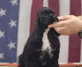 Independent Of Your Sweetest Dream - Amerikai cocker spániel eladó kiskutya