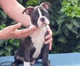 Jack - Boston Terrier Puppy for sale