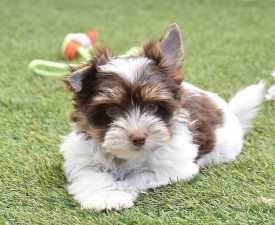 Oreo  - Biewer Terrier Puppy for sale