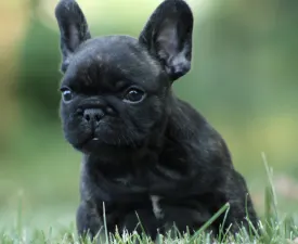 Rocco - French Bulldog Puppy for sale