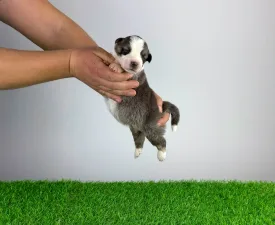 Bizzy - Australian Shepherd Puppy for sale