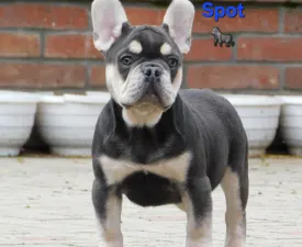 Spot - Francia bulldog eladó kiskutya