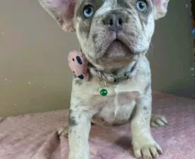 Mary - Francia bulldog eladó kiskutya