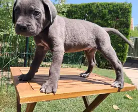 Buster - Cane Corso eladó kiskutya
