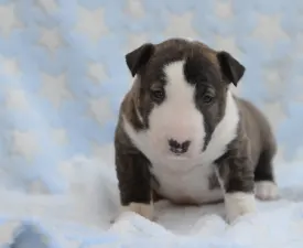 Nathan - Miniatűr bullterrier eladó kiskutya