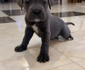 Tommyboy - Cane Corso Italiano Puppy for sale