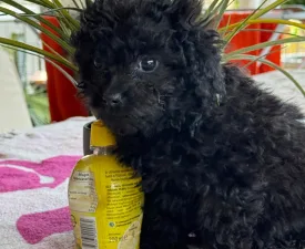 Raven - Poodle Toy Puppy for sale