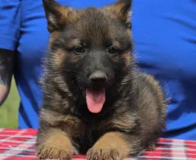 Tamim - German Shepherd Dog Puppy for sale